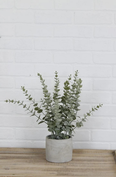 Eucalyptus