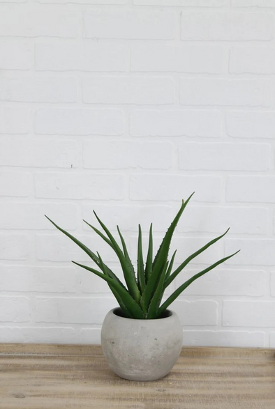 Aloe
