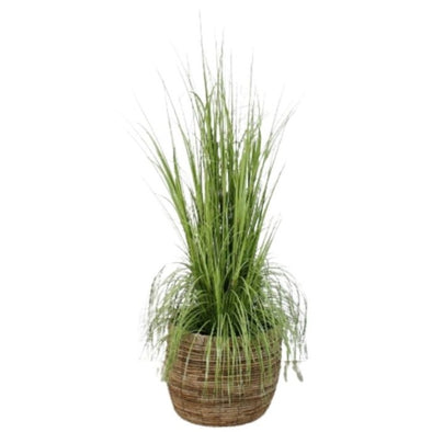 50 Inch Tall Green Sea Grass in a Brown Pot